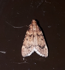 Aglossa disciferalis