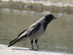 Corvus cornix