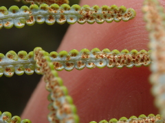 Gleichenia inclusisora