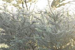 Prunus fasciculata