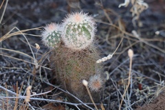 Echinocereus reichenbachii baileyi