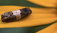 Epiblema tripartitana