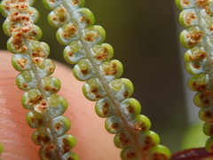 Gleichenia inclusisora