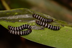 Xanthopastis regnatrix
