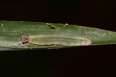 Amblyscirtes aesculapius
