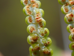 Gleichenia inclusisora