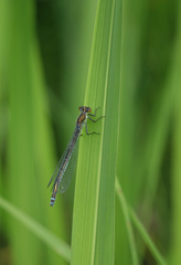Erythromma najas najas