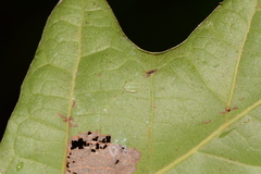 Heterogenea shurtleffi