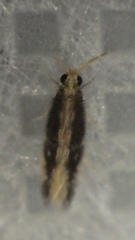Orthotrichia