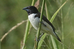 Spermestes fringilloides