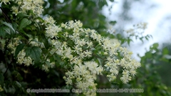 Clematis brevicaudata