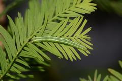 Cutina distincta