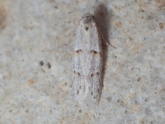 Symmocoides oxybiella