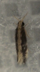 Orthotrichia
