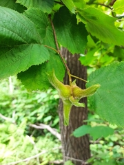 Corylus sieboldiana mandshurica