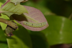 Hypsoropha hormos