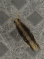 Orthotrichia