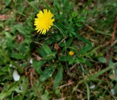 Pilosella officinarum