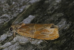 Olethreutes nitidana