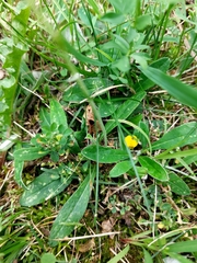 Pilosella officinarum