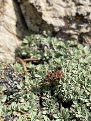 Petrophytum caespitosum caespitosum