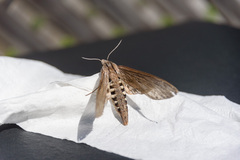 Sphinx kalmiae