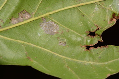 Heterogenea shurtleffi