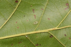 Heterogenea shurtleffi