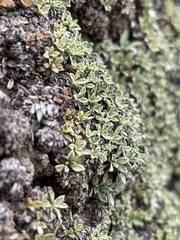 Petrophytum caespitosum caespitosum