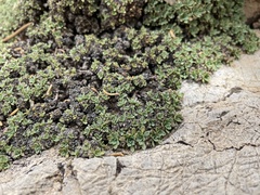 Petrophytum caespitosum caespitosum