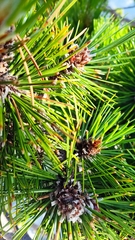 Pinus heldreichii