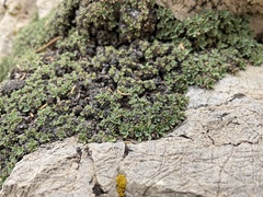 Petrophytum caespitosum caespitosum