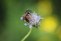 Andrena hattorfiana