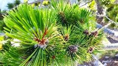 Pinus heldreichii
