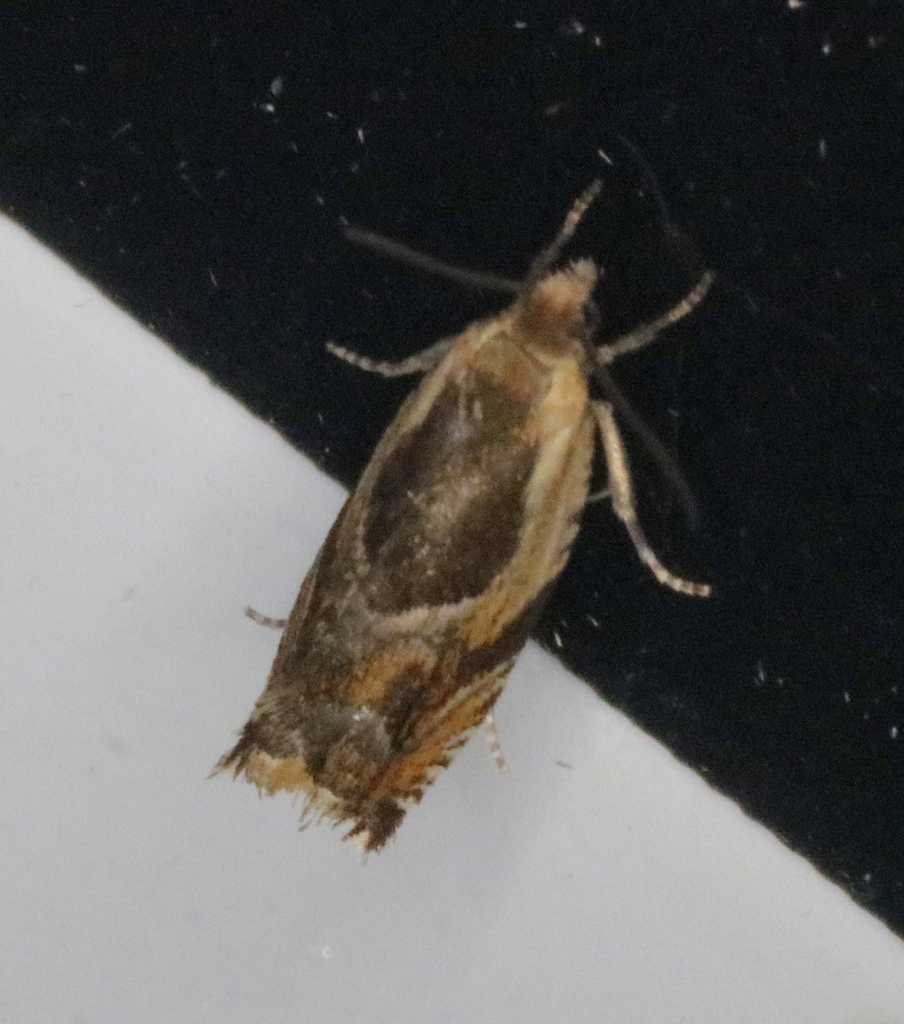 Black-marked Ancylis Moth