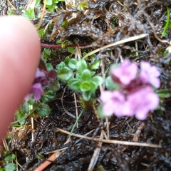 Thymus praecox britannicus