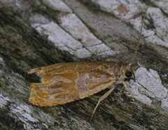 Olethreutes nitidana