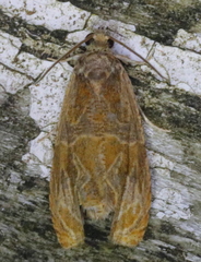Olethreutes nitidana