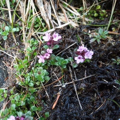 Thymus praecox britannicus