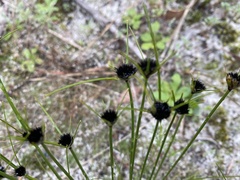 Schoenus curvifolius