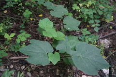 Ampelopsis humulifolia