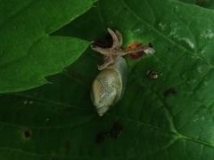 Succinea lauta