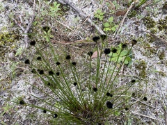 Schoenus curvifolius