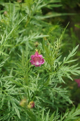 Incarvillea sinensis