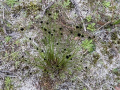 Schoenus curvifolius