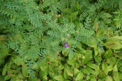 Astragalus davuricus