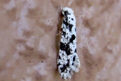 Nemapogon defectella