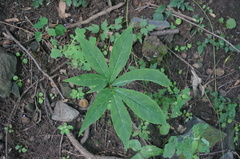 Pinellia pedatisecta