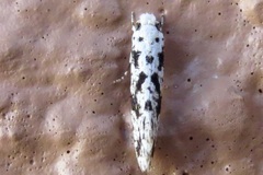 Nemapogon defectella