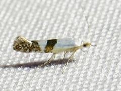 Argyresthia inscriptella